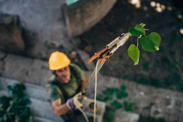 Best Tree Trimming Near Me  in Ladonia, AL